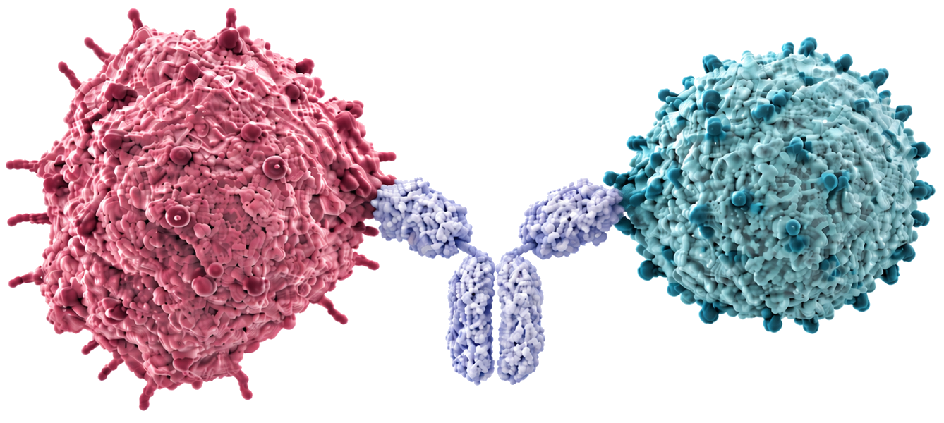 Biotech visual of a tumor cell, T cell and bispecific antibody